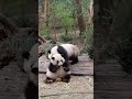 #panda #funnypanda #funnyanimals #pandashorts #trending