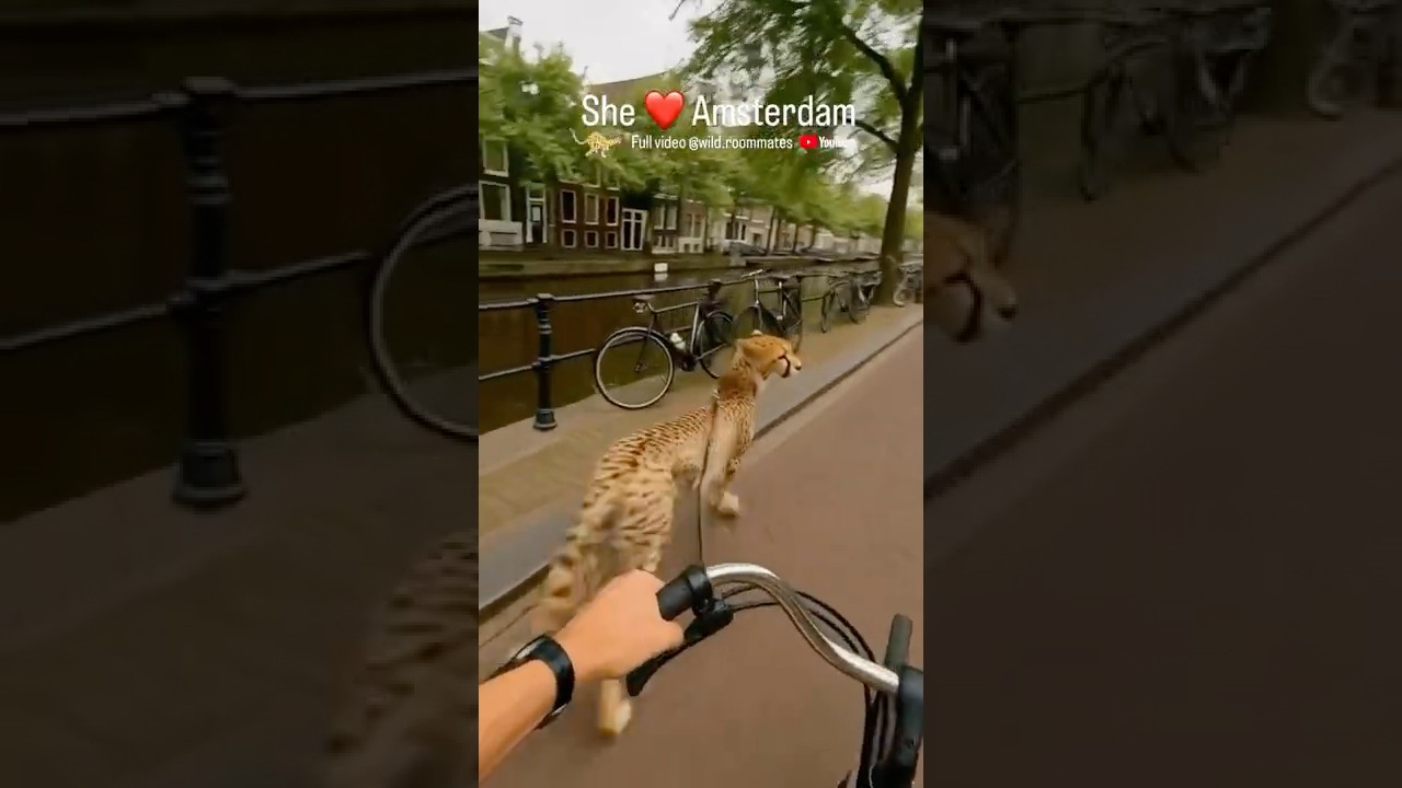 Wild Cheetah in Amsterdam 🐆