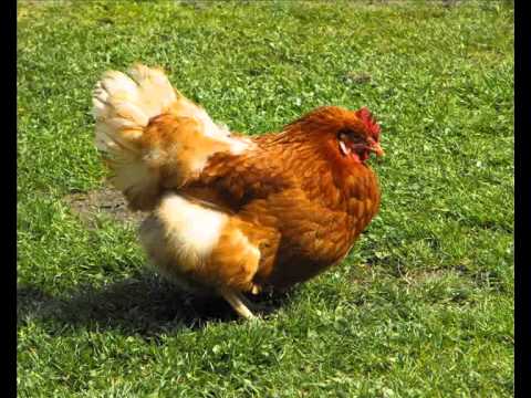 Video: ¿Qué es la gallina gorda?