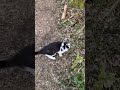 Kater (Peat) beim Baumhaus #katze #baumhaus #nature