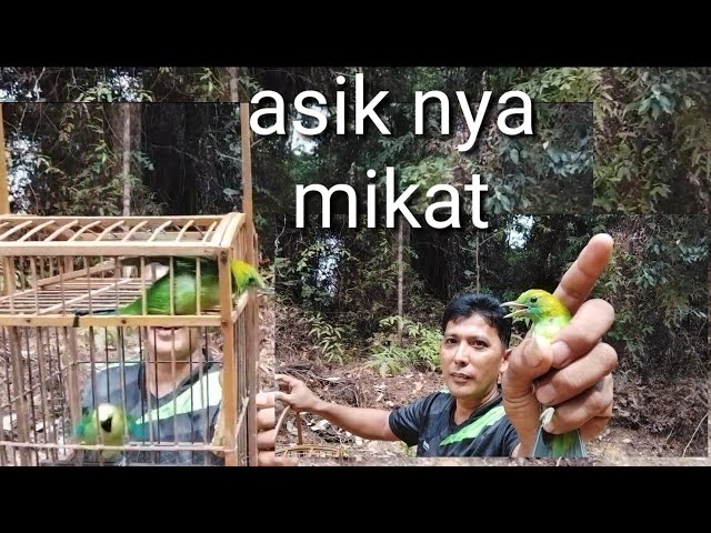 baru sampae burung yg liar langsung melawan mikat cucak ranting class=