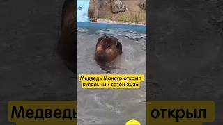 Мансур открыл купальный сезон#мансур #авиамедведь #mansurbear
