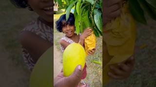 Removing mango cover & harvesting 😮#shortvideo #fruit #mango #agriculture #harvesting#asmr#india