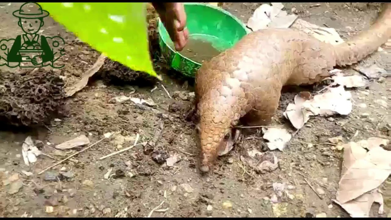 Pangolin Smart Rearing Pangolins At Home-Domesticating Pangolins-Smart Agro ...