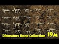 Study dinosaur bone fossils | dinosaur bone collection | What did the dinosaurs eat? | 공룡의 뼈 화석 모음집3