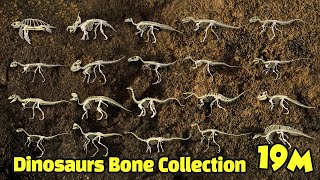 Study dinosaur bone fossils | dinosaur bone collection | What did the dinosaurs eat? | 공룡의 뼈 화석 모음집3 screenshot 5