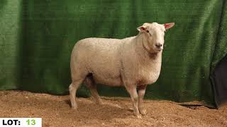 LOT 13 Jay Dee 2022  On Property