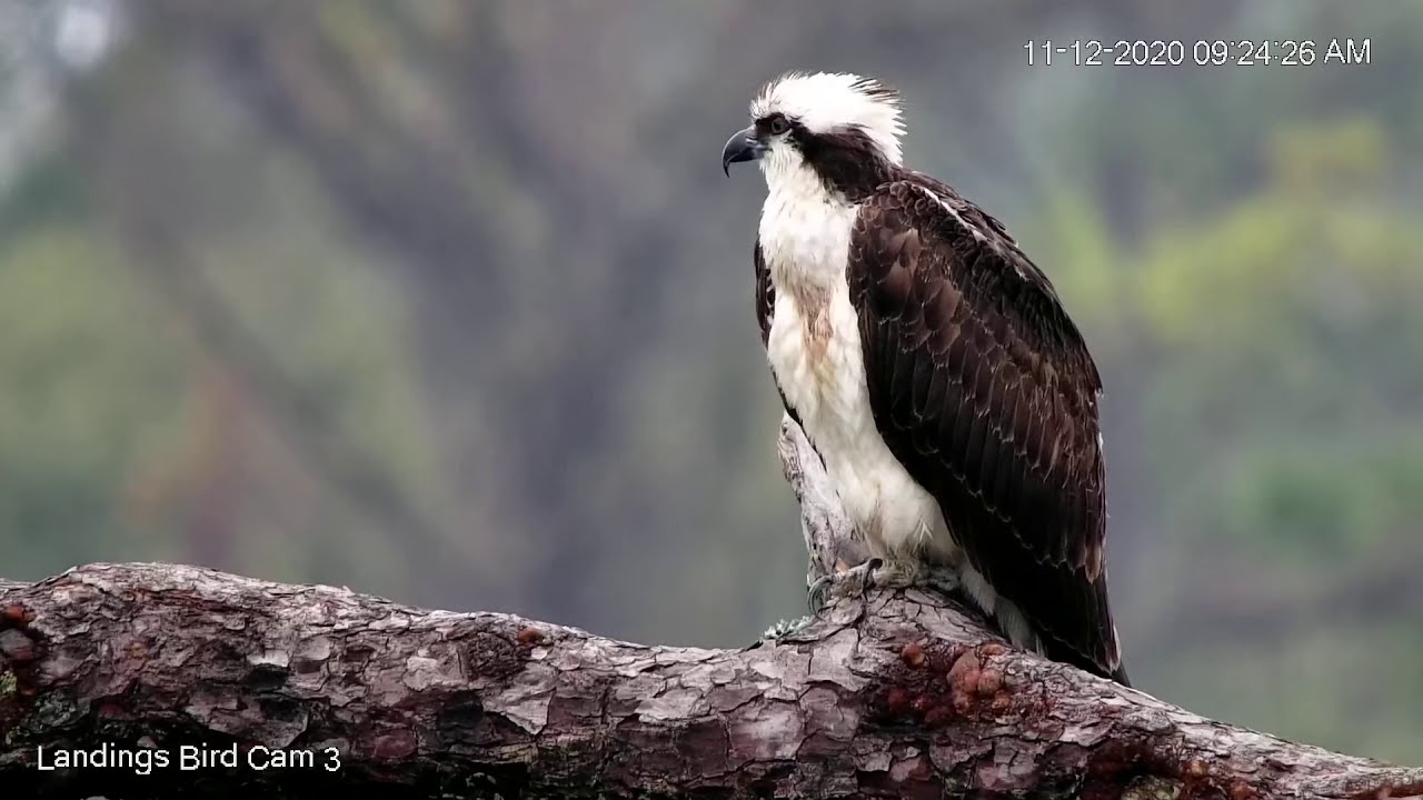 Male Osprey Perches Near Nest In Savannah, Nov. 12, 2020