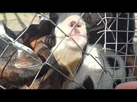 Video Eco Park of the village of Kovalivka (Poltava)#22, 1... - youtube