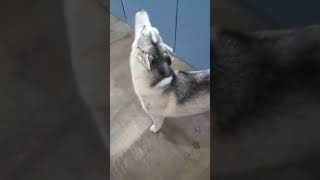 Video of adoptable pet named Diz