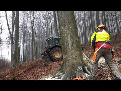 Working in forest stihl MS 500i x 9,15m³ beech