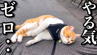 やる気が行方不明になっちゃった猫