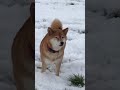 snowy out dailyfloof PetsOfTikTok #Shorts #tompowelll