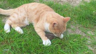 Our cat (Tassen) playing with little bird