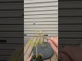 もみじの手入れちょっとだけ芽つみ