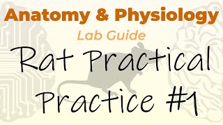 Rat Practical Practice #1