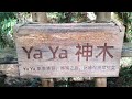 司馬庫斯2500年最大神木Ya Ya