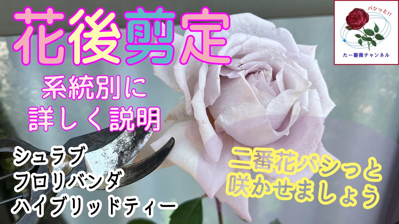 How to Get a Second Flush of Roses: A Guide to Post-Bloom Pruning