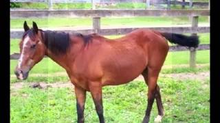 Beware, My horses and Throwleigh Farm, Boyce, VA screenshot 5