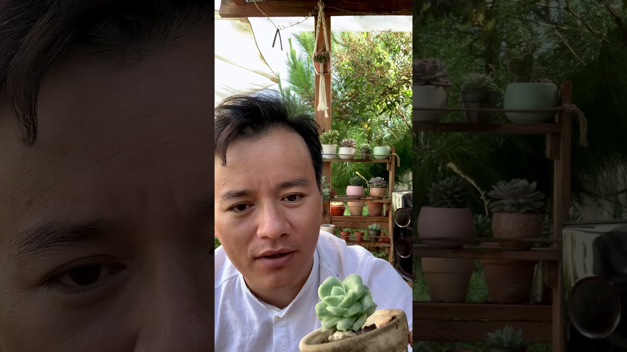 Hướng dẫn trồng sen đá hoa hồng hà lan #senda #halan... - youtube
