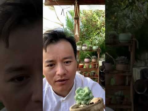 Video Hướng dẫn trồng sen đá hoa hồng hà lan #senda #halan... - youtube