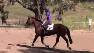 Emmaville Tia Maria 2 - Emmaville Performance Horses