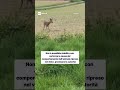 Un capriolo che gira vorticosamente su se stesso vicino alla carreggiata