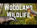 The wildlife of uk woodlands