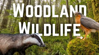 What Wildlife lives in UK Woodlands?