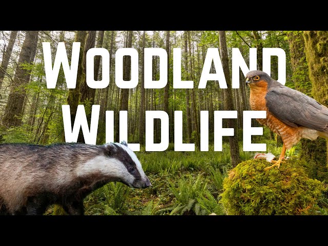 The Wildlife of UK Woodlands class=