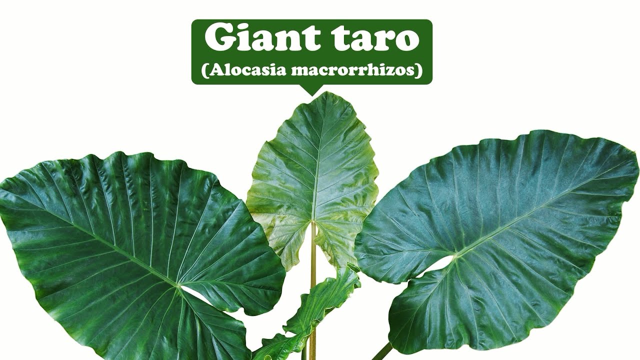 Purity, happiness, sanctity--Giant taro