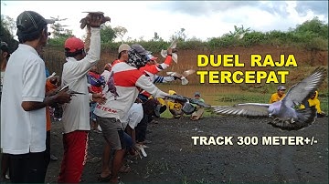 Merpati Balap Probolinggo, Lomba Merpati Balap Tercepat 2022 - Part 1