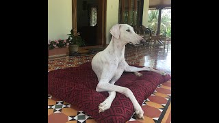 Watch Jimmy’s Reaction to her NEW BED & Renovated HOUSE | #MudholHound by Vachan N C 9,554 views 3 years ago 2 minutes, 44 seconds