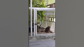 pancingan bunyi puyuh gonggong