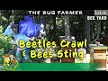 Beetles Crawl and Bees Sting - Front row hive inspections. #beekeeping #bee