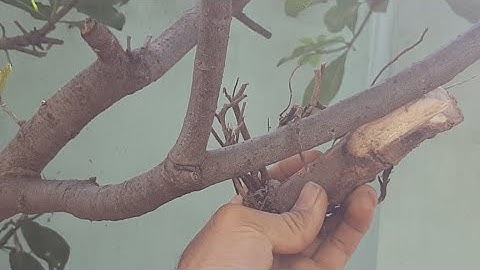 Ghép Triết Lộc Vừng @TÒNG VĨ TV