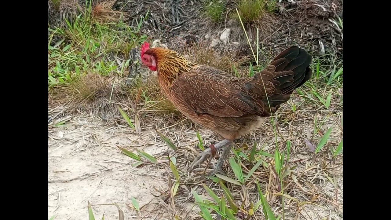 suara kekekan asli pikat betina tua 😱#ayamhutan #ayam