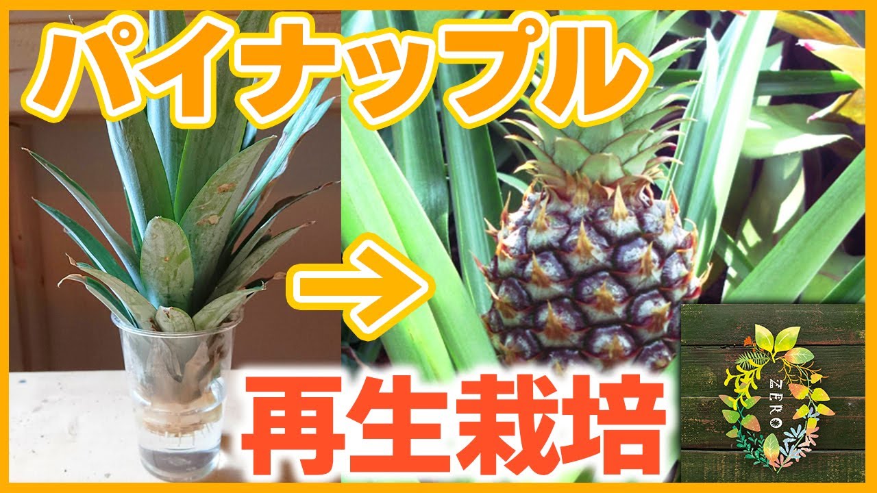 超簡単 スーパーで買ったパイナップルの育て方 再生栽培 リボベジ 家庭菜園 園芸 ガーデニング Youtube