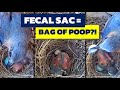 3 FACTS about Fecal Sacs (AKA Bird Poop Bags / AKA Bird Diapers)