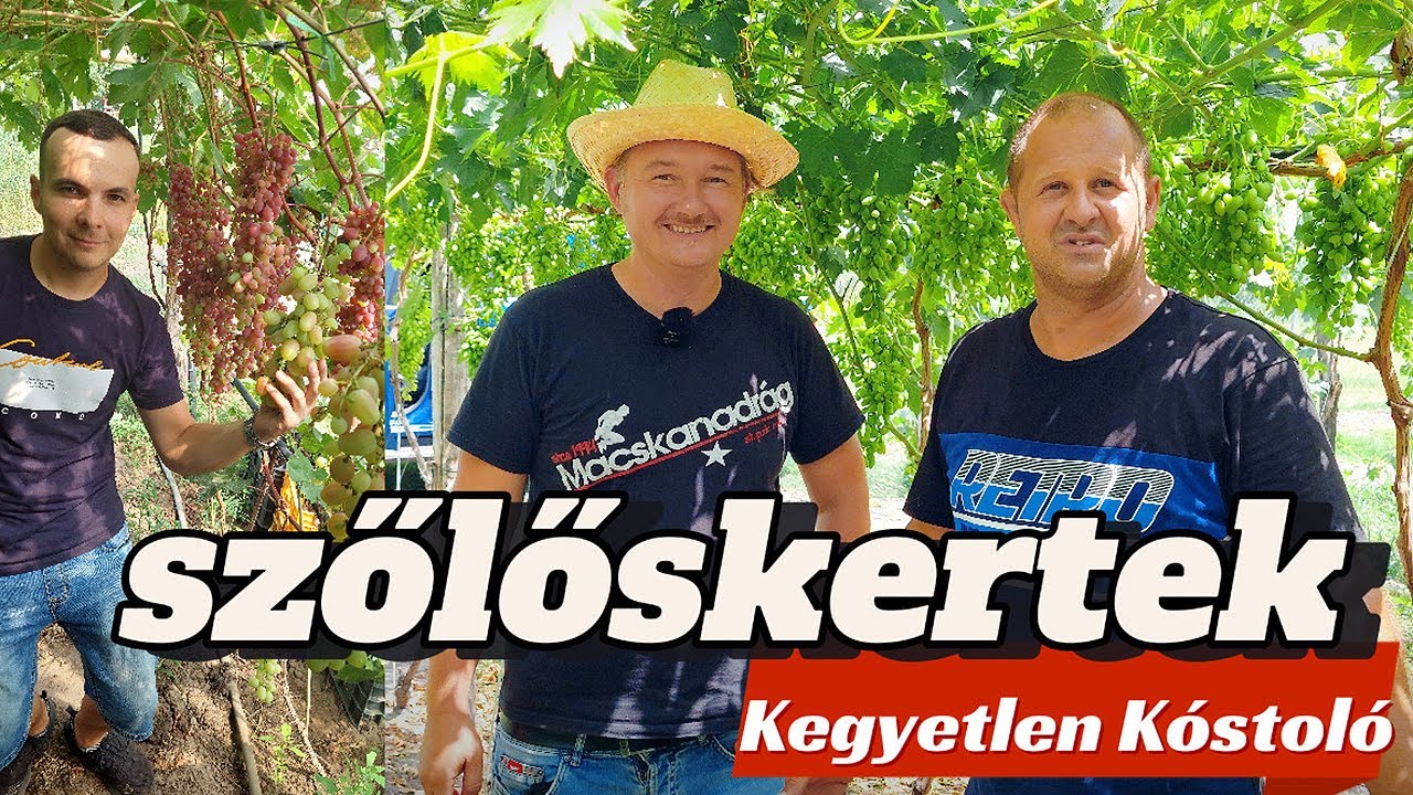 🍇 SZŐLŐSKERTEK 2./10.rész ►KEGYETLEN ÍZKALAND► Szőlőteszt