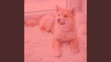 Playful Moods for Kitten Friendly Dogs