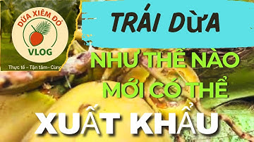 Trái dừa như thế nào mới đạt tiêu chuẩn xuất khẩu?