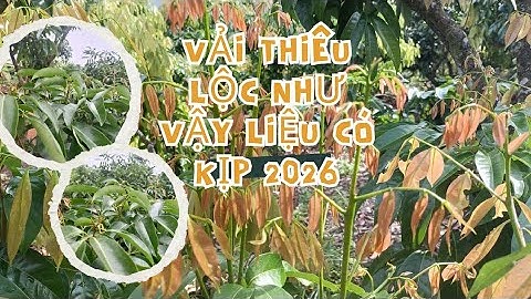 Lộc lá vải thiều như vậy liệu2026 còn cơ hội hay không ||Chiến chành choẹ 