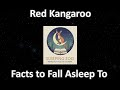 The Red Kangaroo's Quiet Leap, Facts to Fall Asleep To (Calm Sleep Narration)