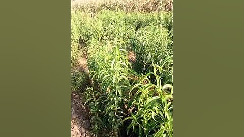 يخرج الحي من الميت ويخرج الميت من الحي الشيخ ياسر الدوسري اجمل صوت قرآن كريم