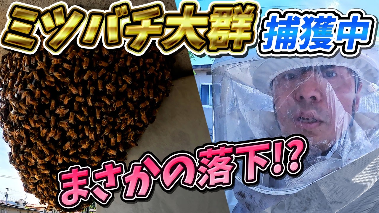 Hornet Hunter] Rescuing Tens of Thousands of Honeybees! Covered in