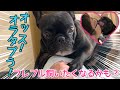 フレンチブルドッグを飼いたくなるかもしれない動画【フレブルかわいすぎる説】