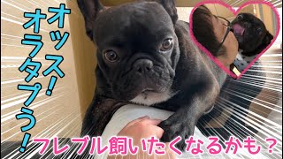 フレンチブルドッグを飼いたくなるかもしれない動画【フレブルかわいすぎる説】