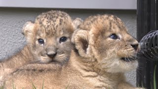 5年ぶりしろとり動物園でライオンの赤ちゃん誕生　名前募集、記念撮影会実施へ　香川・東かがわ市