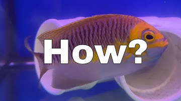 My Fish Survived An Impossible Journey - Day 16